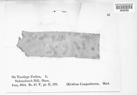 Puccinia lapsanae image